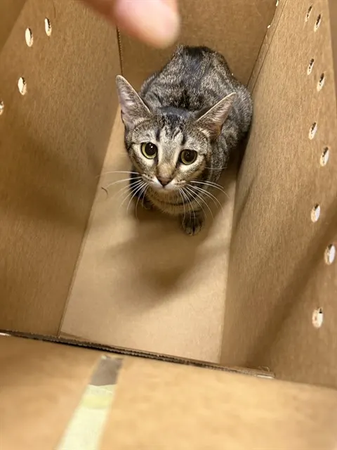 Adoptable Cat