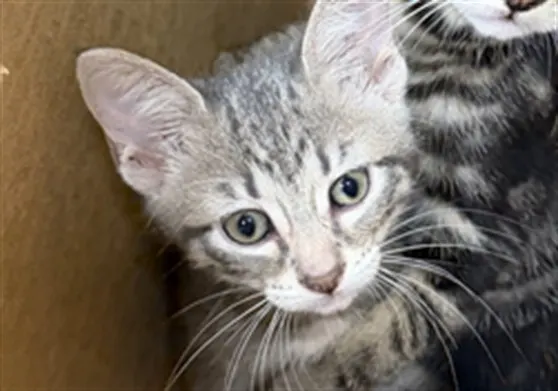 Adoptable Cat