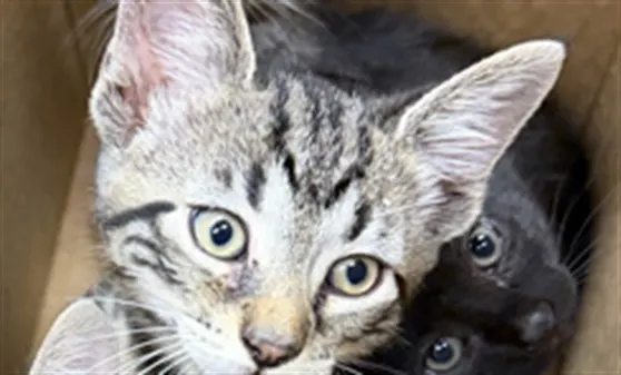 Adoptable Cat