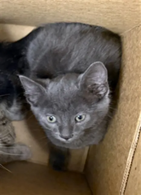 Adoptable Cat