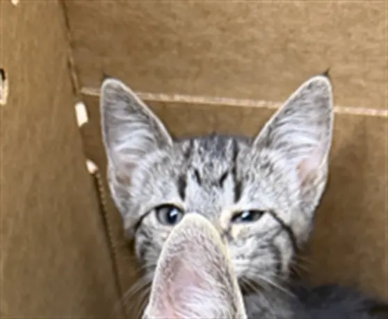 Adoptable Cat
