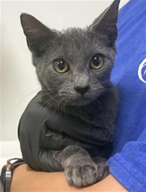 Adoptable Cat