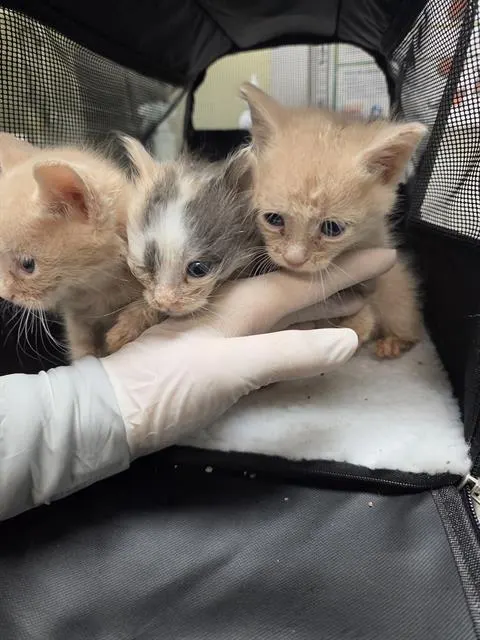 Adoptable Cat