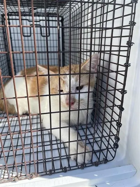 Adoptable Cat