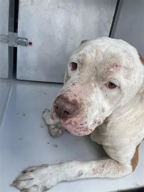Adoptable Dog
