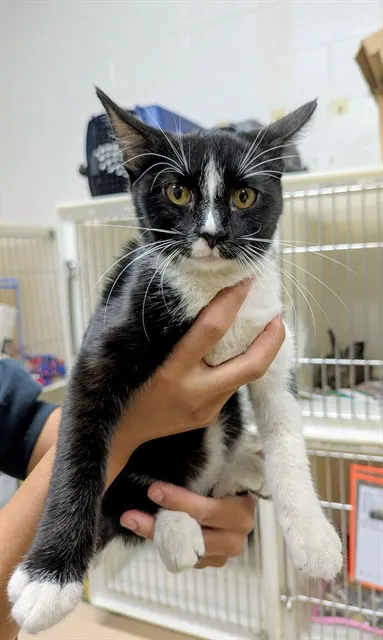 Adoptable Cat