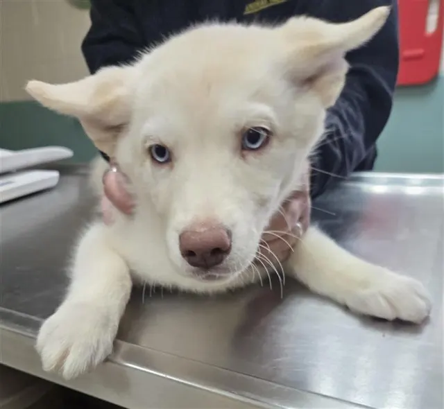 Adoptable Dog