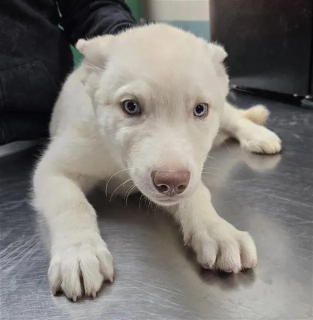 Adoptable Dog