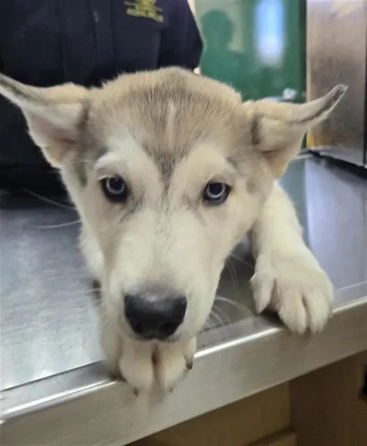 Adoptable Dog
