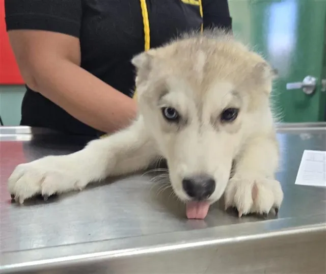 Adoptable Dog