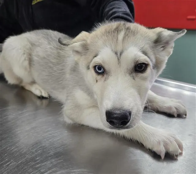 Adoptable Dog