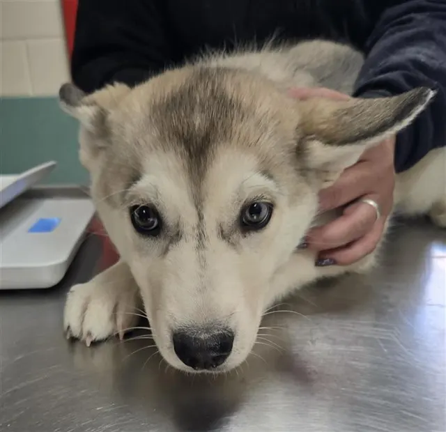 Adoptable Dog