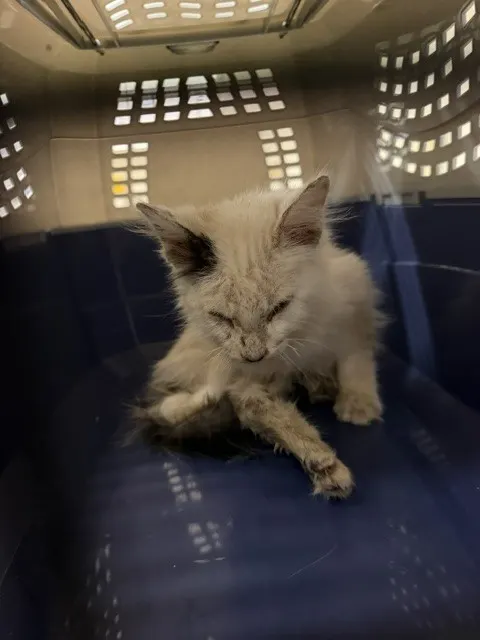 Adoptable Cat