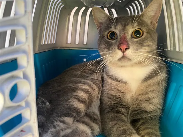 Mochi