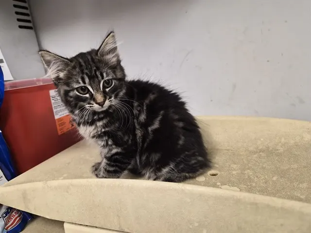 Adoptable Cat