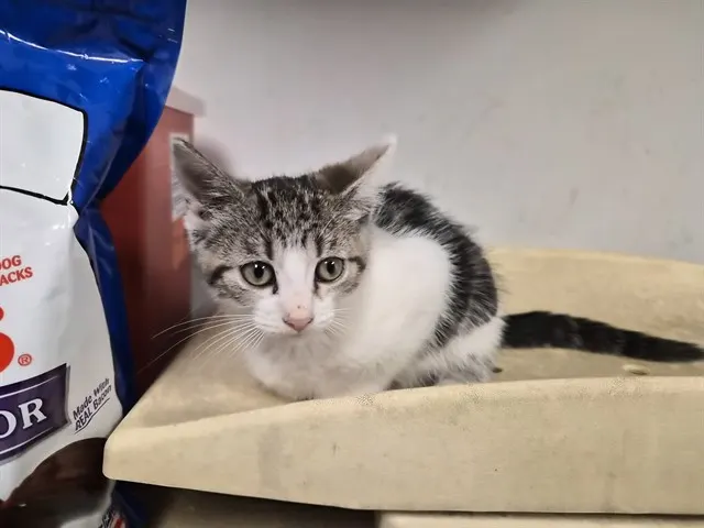 Adoptable Cat