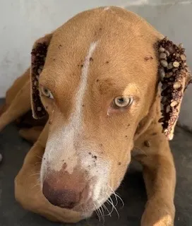 Adoptable Dog