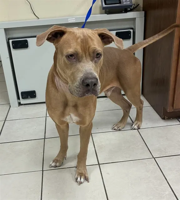 Shelter Staff Named Me *Otis