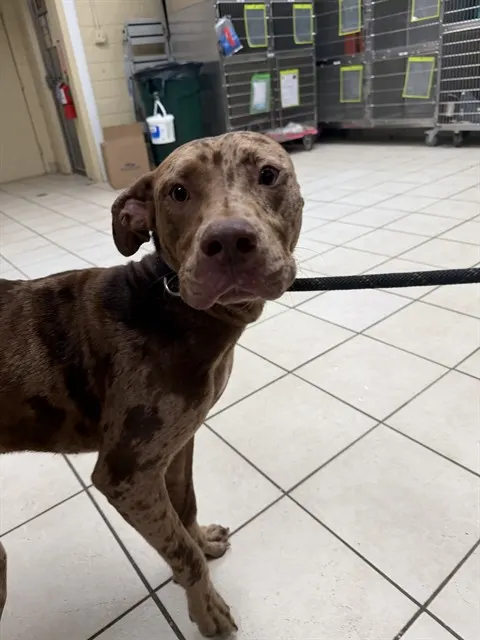 Shelter Staff Named Me *Cowboy