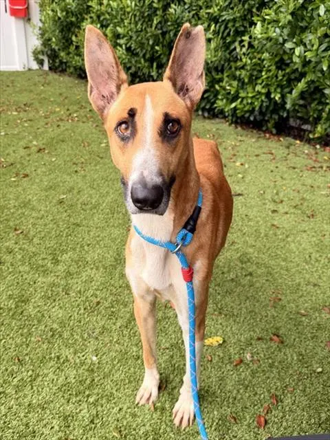 Shelter Staff Named Me *Notch