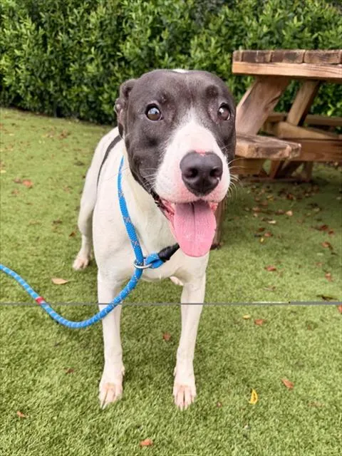 Shelter Staff Named Me *Hartley