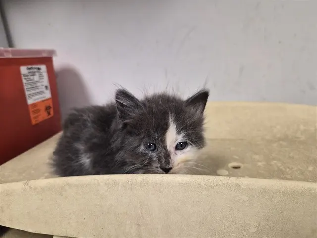 Adoptable Cat