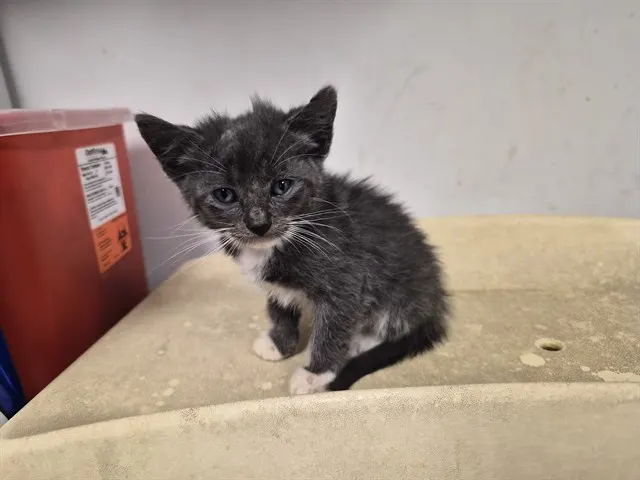Adoptable Cat