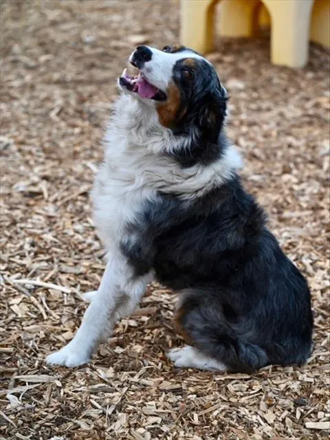 Mowgli*