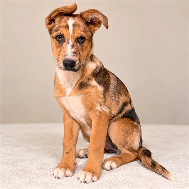 Adoptable Dog
