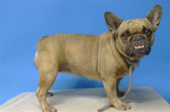 Adoptable Dog