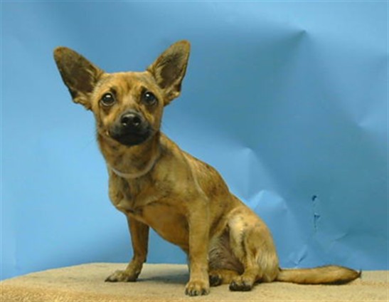 Adoptable Dog
