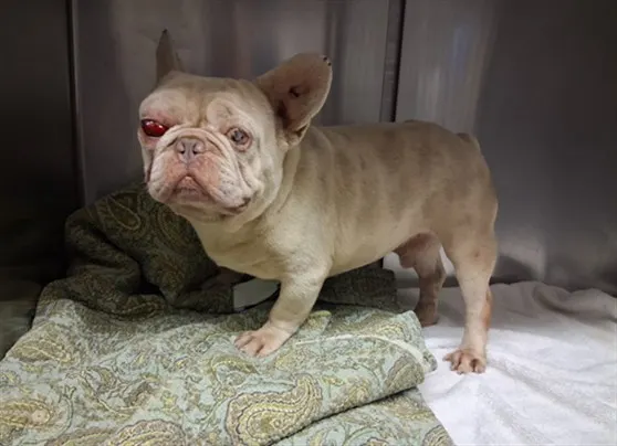 Adoptable Dog