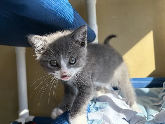 Stache