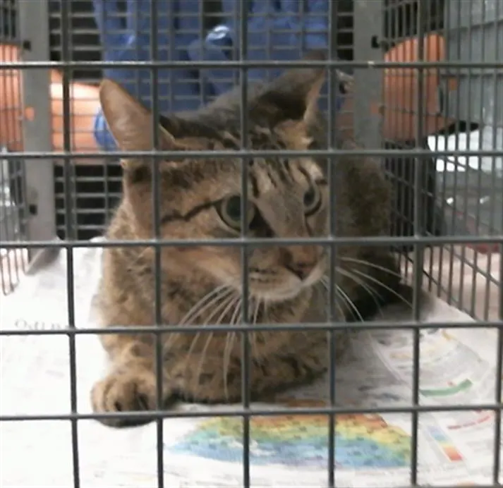Adoptable Cat