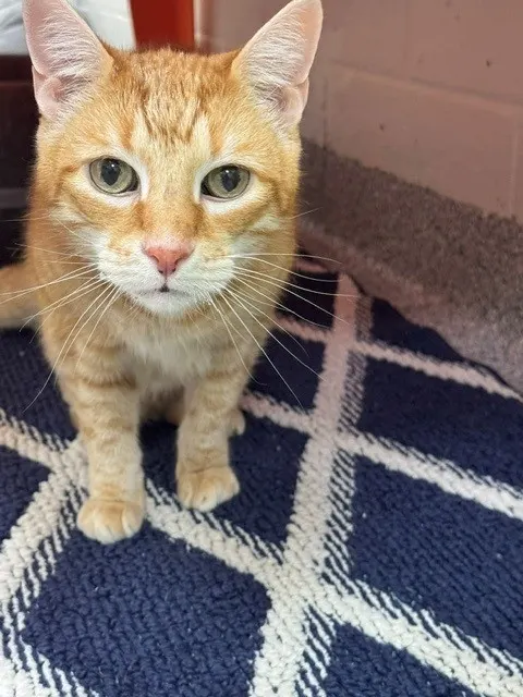 Buddy