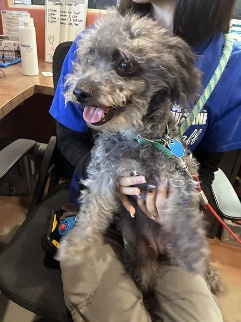 Adoptable Dog