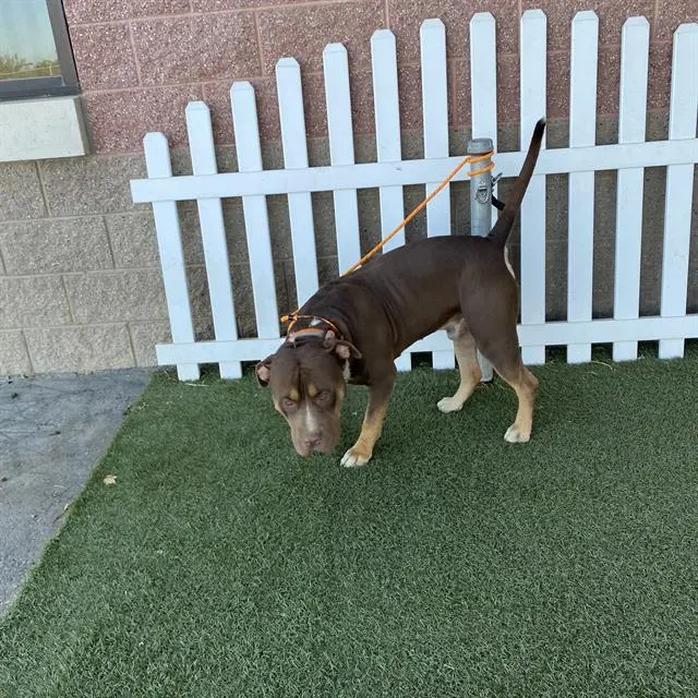 Adoptable Dog