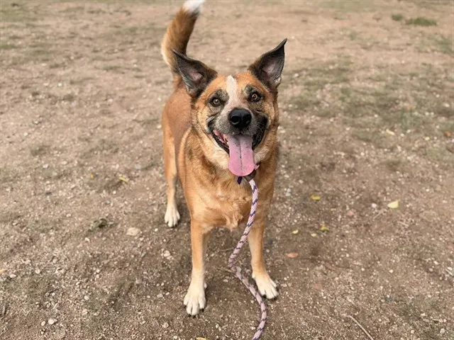 Cosmo