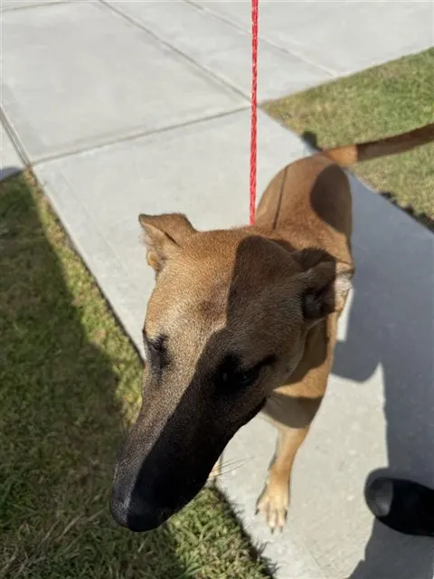 Sophie