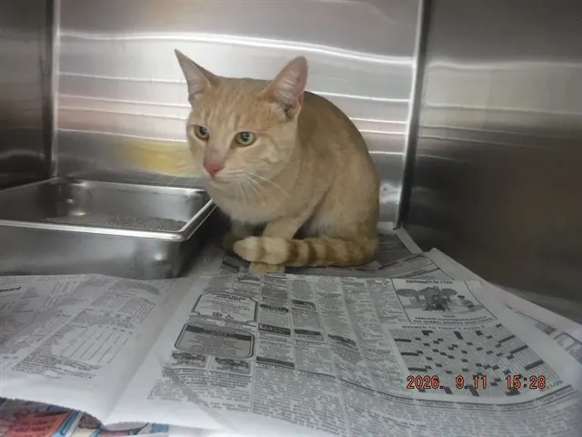 Adoptable Cat