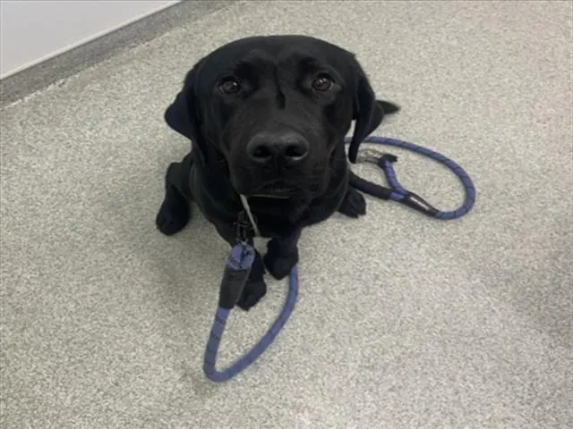 Gus