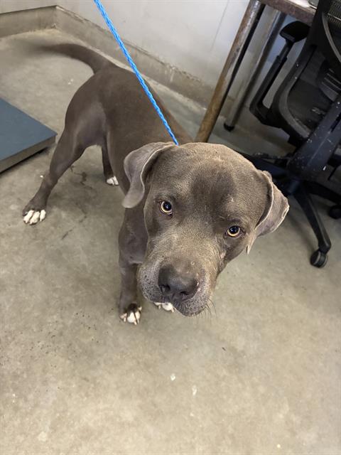 Adoptable Dog