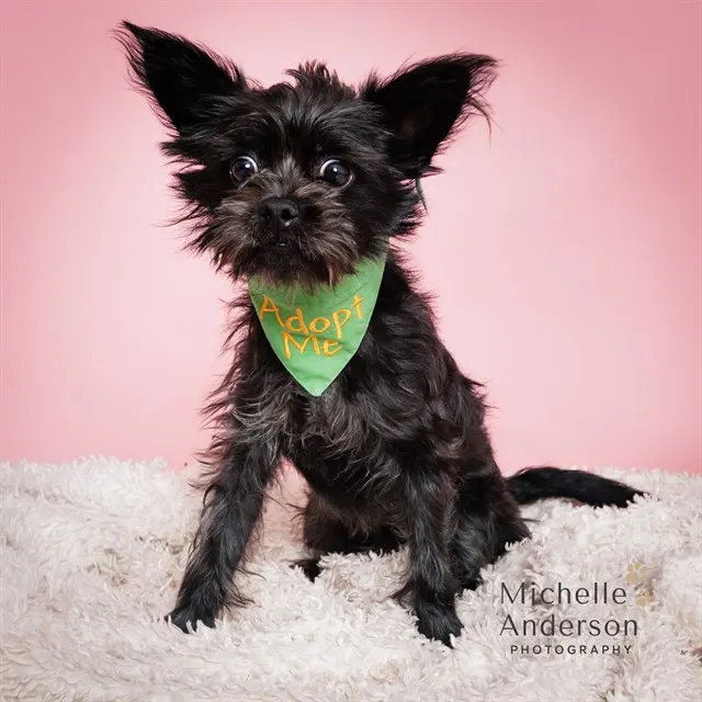 Adoptable Dog