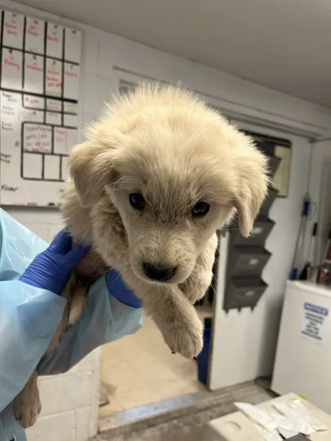 *Puppy 7