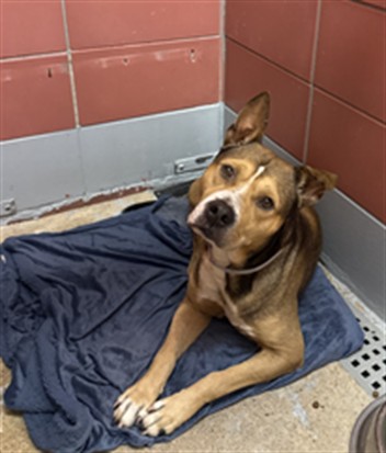 Adoptable Dog