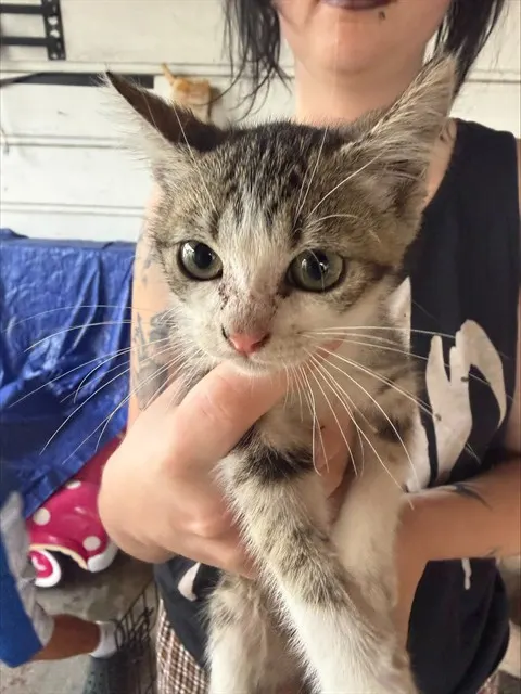 Kitten 4
