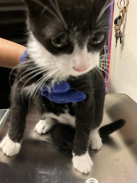 Kitten 5