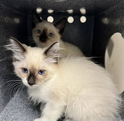 Adoptable Cat
