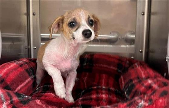 Adoptable Dog