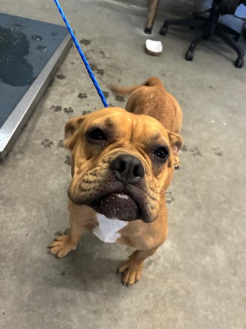 Adoptable Dog